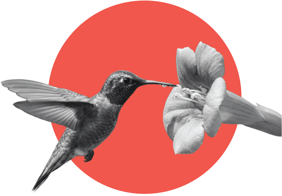 Kolibri och blomma framför cirkel